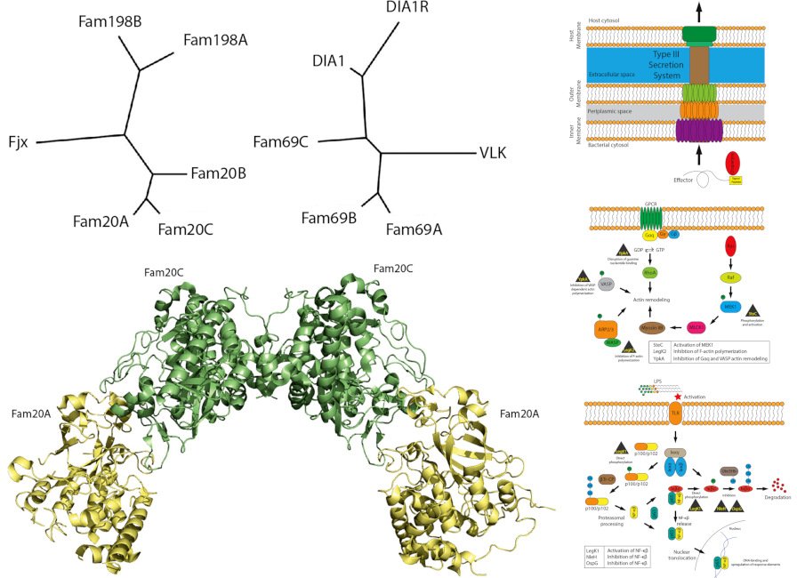 A graphical abstract of the publication Thinking outside of the cell: Secreted protein kinases in bacteria, parasites, and mammals