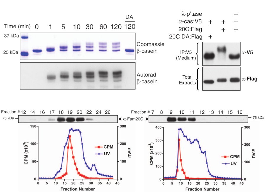 A graphical abstract of the publication Secreted Kinase Phosphorylates Extracellular Proteins That Regulate Biomineralization