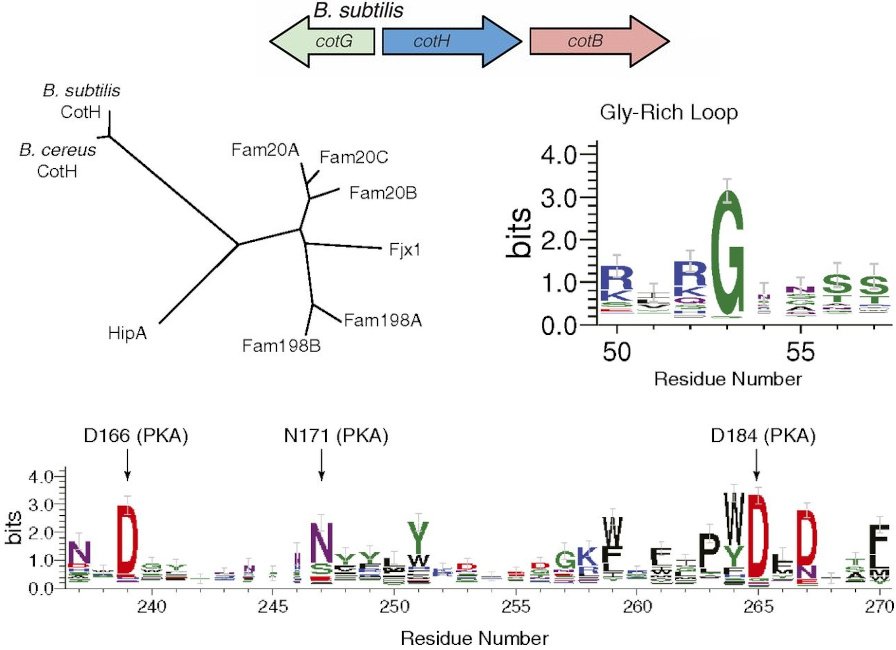 A graphical abstract of the publication Phosphorylation of spore coat proteins by a family of atypical protein kinases