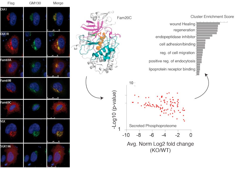 A graphical abstract of the publication A Single Kinase Generates the Majority of the Secreted Phosphoproteome