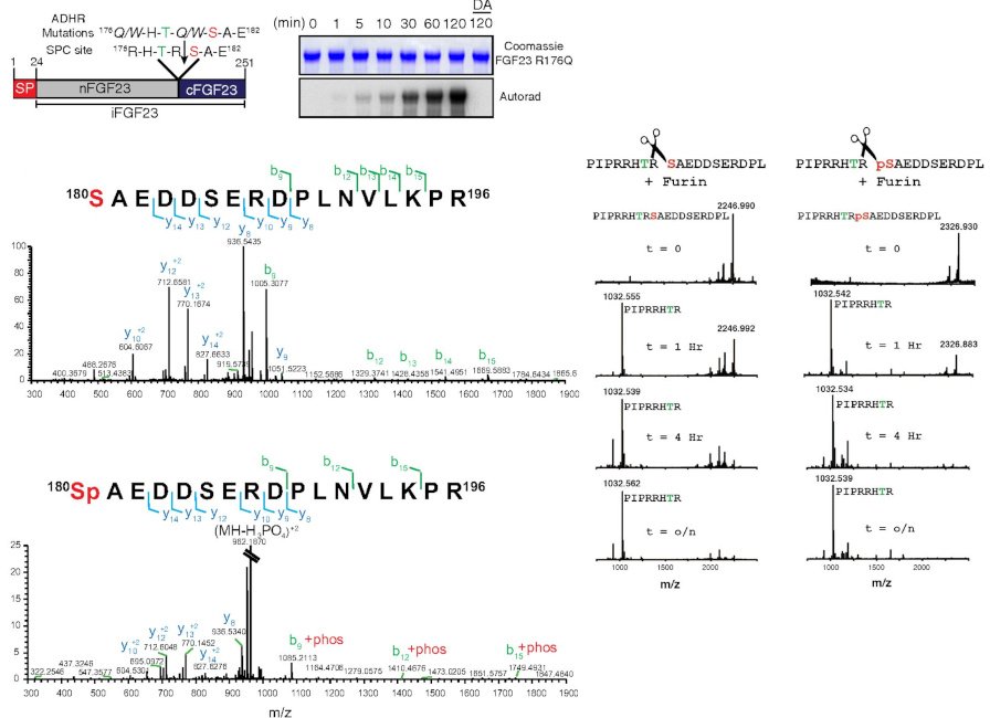 A graphical abstract of the publication Dynamic regulation of FGF23 by Fam20C phosphorylation, GalNAc-T3 glycosylation, and furin proteolysis