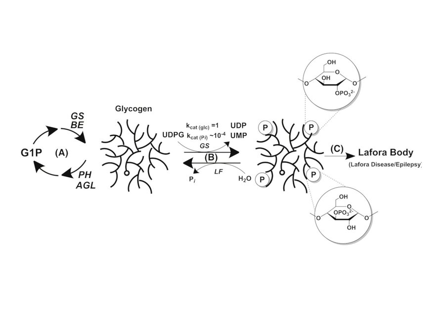 A graphical abstract of the publication Phosphate incorporation during glycogen synthesis and Lafora disease
