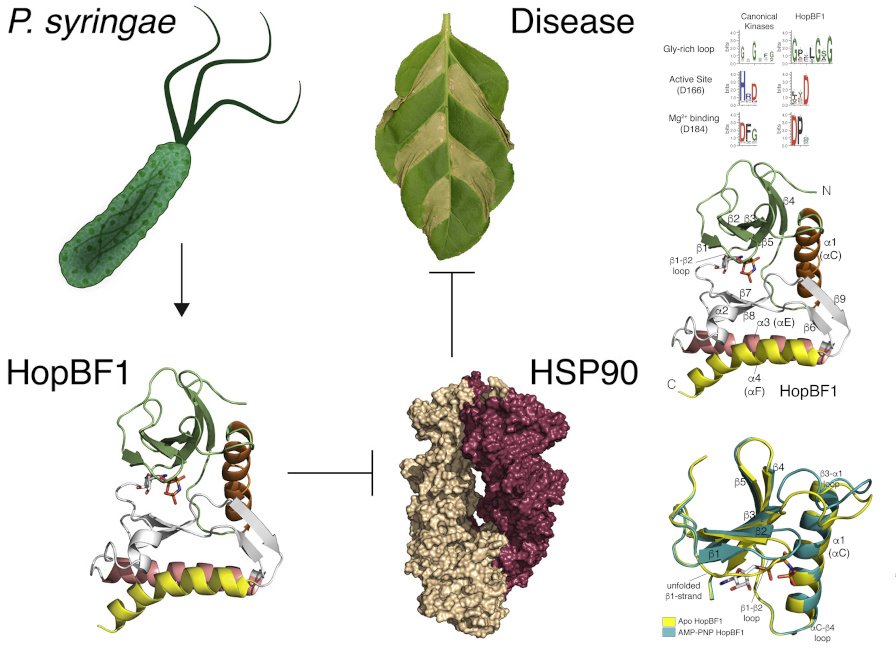 A graphical abstract of the publication A Bacterial Effector Mimics a Host HSP90 Client to Undermine Immunity