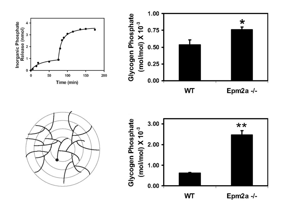 A graphical abstract of the publication Laforin is a glycogen phosphatase, deficiency of which leads to elevated phosphorylation of glycogen in vivo