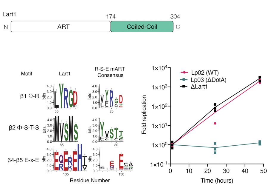 A graphical abstract of the publication A Legionella effector ADP-ribosyltransferase inactivates glutamate dehydrogenase