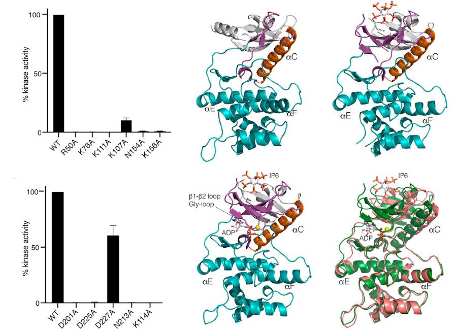 A graphical abstract of the publication A Legionella effector kinase is activated by host inositol hexakisphosphate