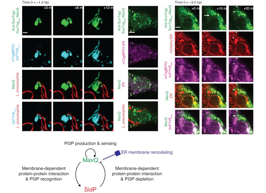 A graphical abstract of the publication Dynamic remodeling of host membranes by self-organizing bacterial effectors