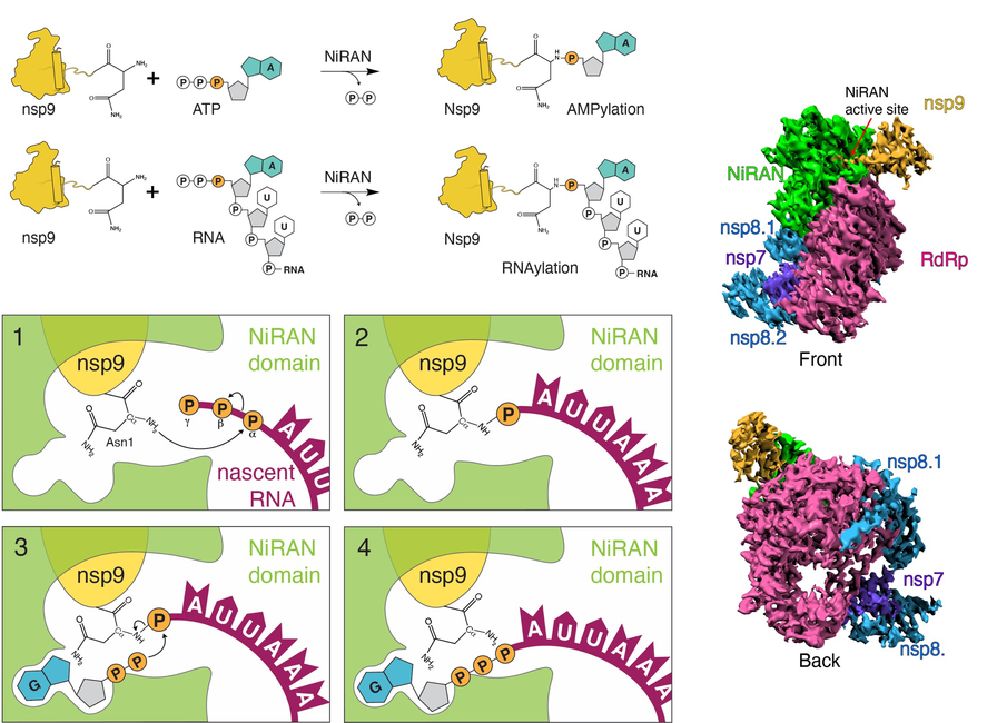 A graphical abstract of the publication The mechanism of RNA capping by SARS-CoV-2