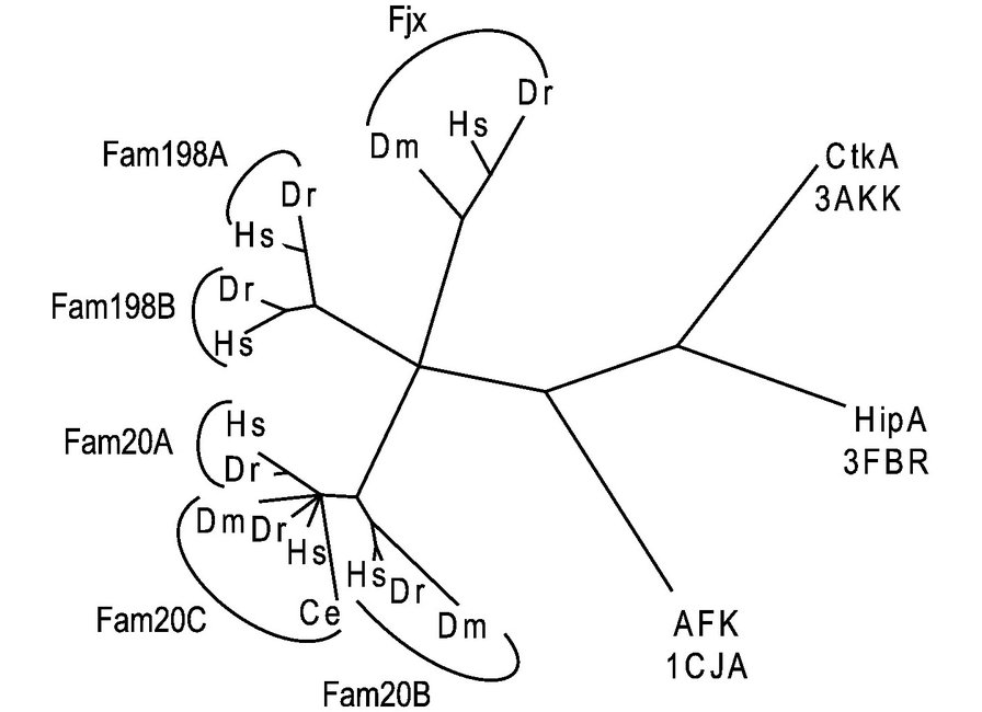 A graphical abstract of the publication The secretory pathway kinases