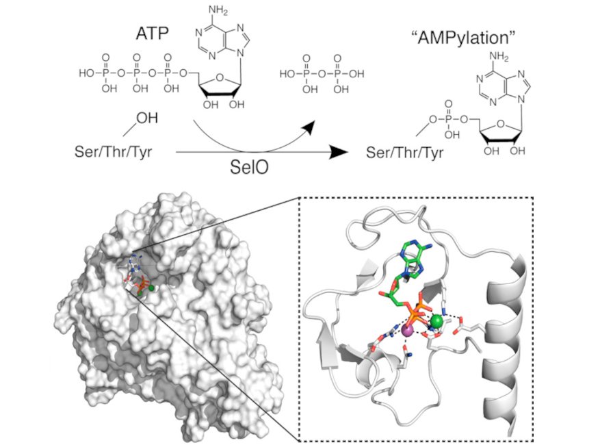 A graphical abstract of the publication Protein AMPylation by an Evolutionarily Conserved Pseudokinase
