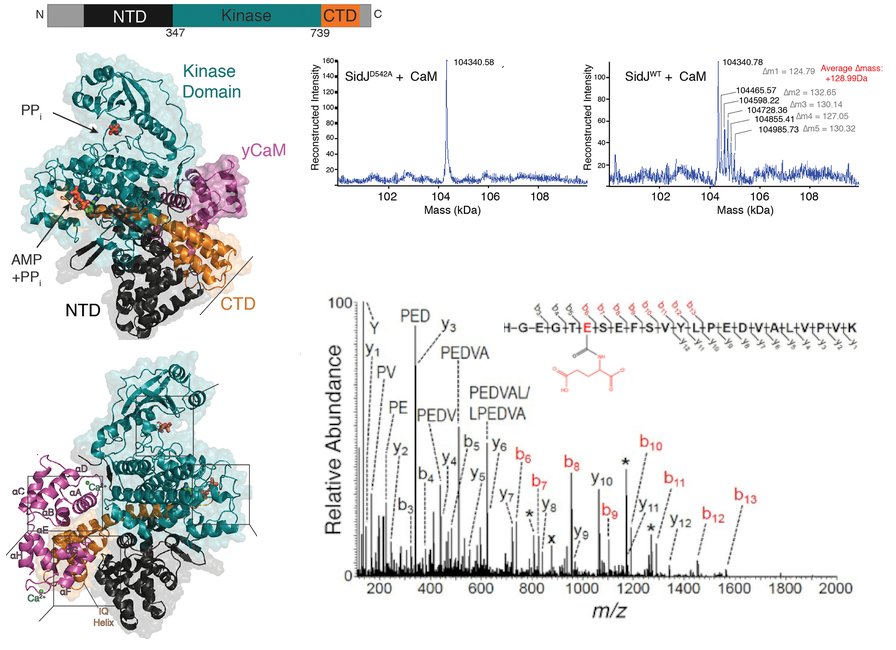 A graphical abstract of the publication Bacterial pseudokinase catalyzes protein polyglutamylation to inhibit the SidE-family ubiquitin ligases