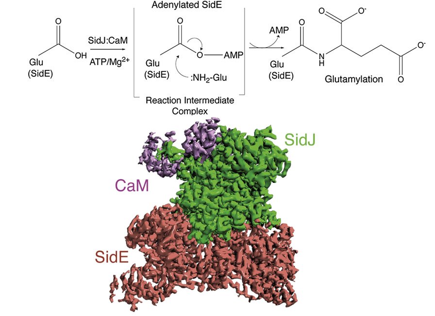 A graphical abstract of the publication Structural and mechanistic basis for protein glutamylation by the kinase fold