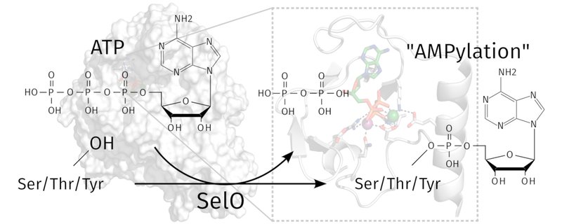 A graphical abstract of a research item in the Tagliabracci lab