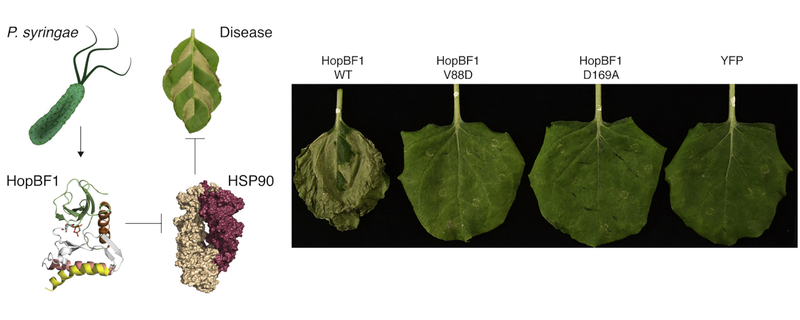A graphical abstract of a research item in the Tagliabracci lab