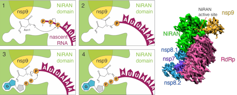A graphical abstract of a research item in the Tagliabracci lab