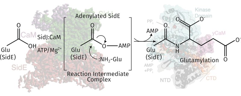 A graphical abstract of a research item in the Tagliabracci lab